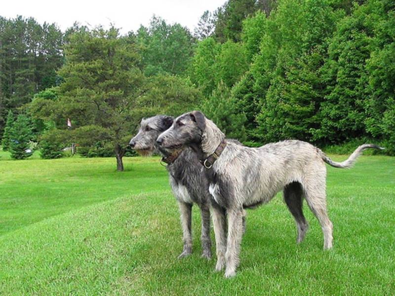 Собака волкодав: характеристика, какие породы собак относятся к волкодавам