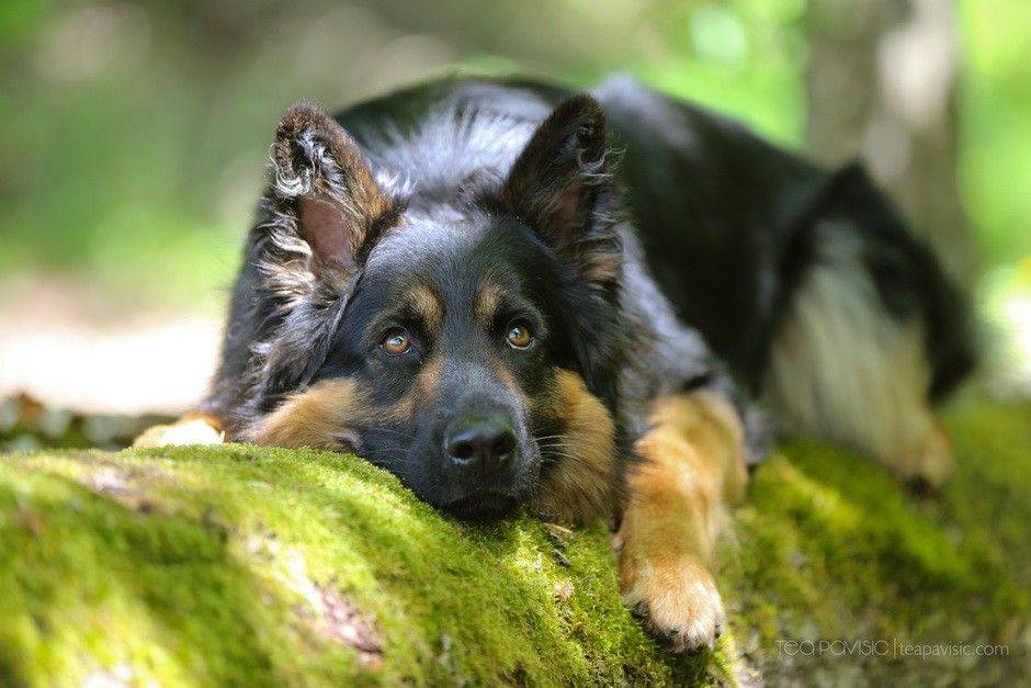 Пастушьи собаки: происхождение, описание и советы по выбору