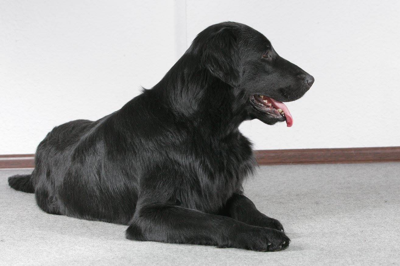 Обзор собак породы курчавошерстный ретривер: описание вида, стандарт и фото