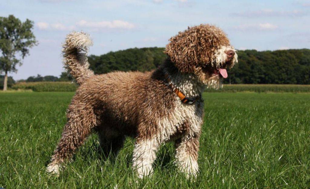Характеристика собак породы португальская водяная собака с отзывами и фото