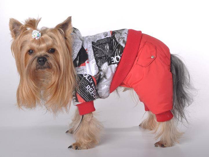 Одежда для йоркширского терьера (йорка) своими руками: как сшить или связать одежду для собак