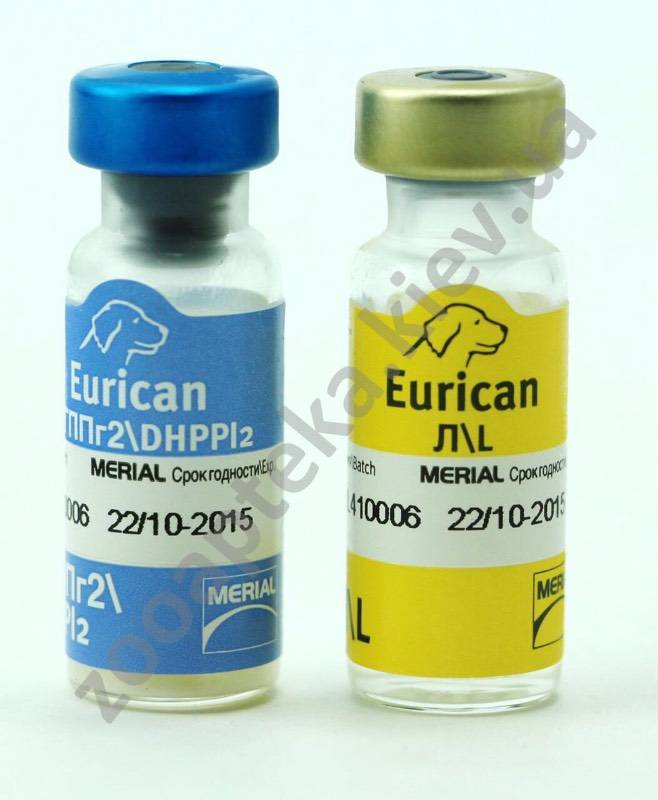 Эурикан для собак: инструкция по применению вакцины от бешенства, схема вакцинации и дозировка, противопоказания - kotiko.ru