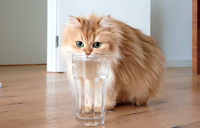 Кошка перестала пить воду после стерилизации на 3 день