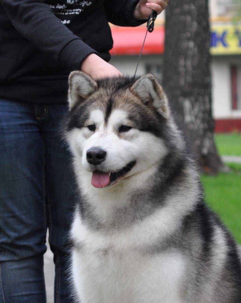 Характеристика породы собак аляскинский маламут и стандарты.