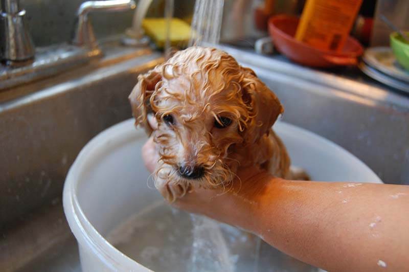 Водные процедуры: как правильно мыть щенка, чем и зачем. с какого возраста и как часто можно мыть щенка