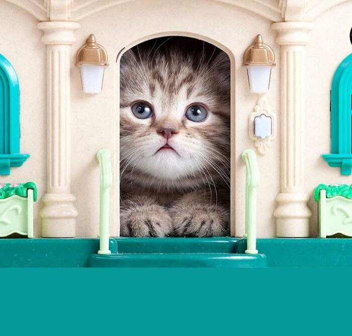 Подготовка, переезд, адаптация: как переехать с кошкой в новую квартиру