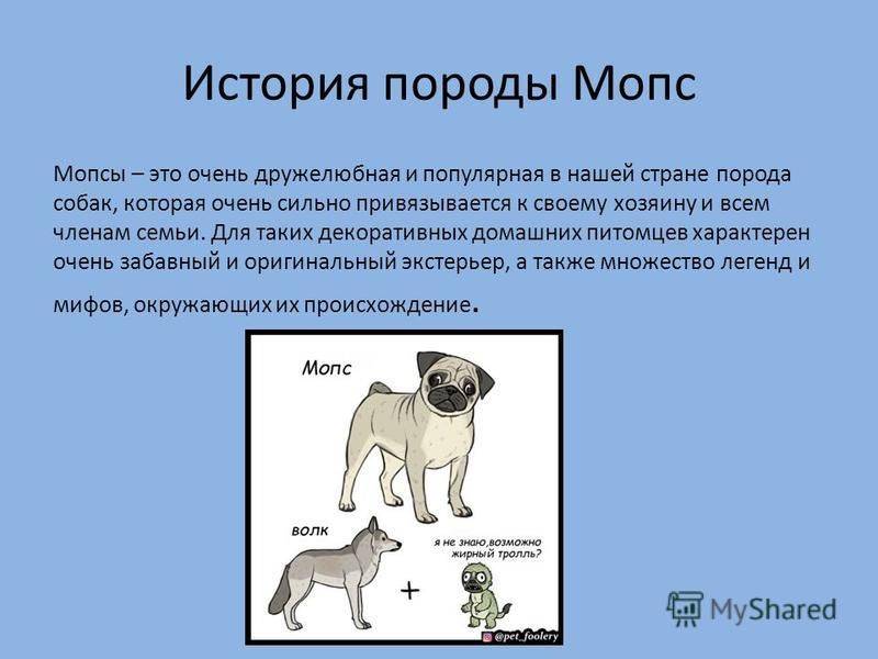 Уход за мопсом: как ухаживать за собакой, нужны ли стрижка, подрезание когтей и одежда, а также другие нюансы содержания питомца