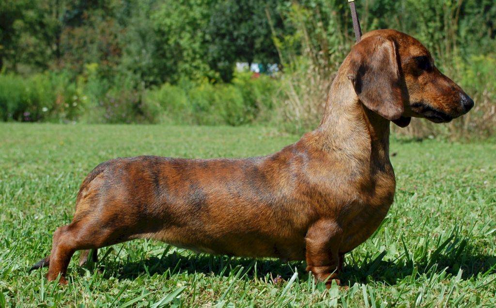 Такса - 90 фото одной из наиболее древних пород норных собак