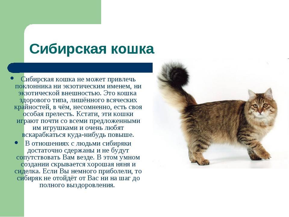 Пиксибоб кошка. описание, особенности, уход и цена кошки пиксибоб | животный мир