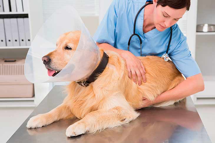 Частое дыхание у собаки: причины, диагностика, лечение