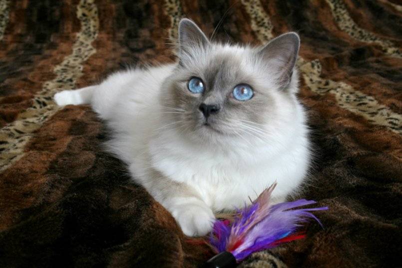 Бирманская кошка: происхождение породы, внешние особенности, фото священного кота, условия содержания и ухода, отзывы владельцев