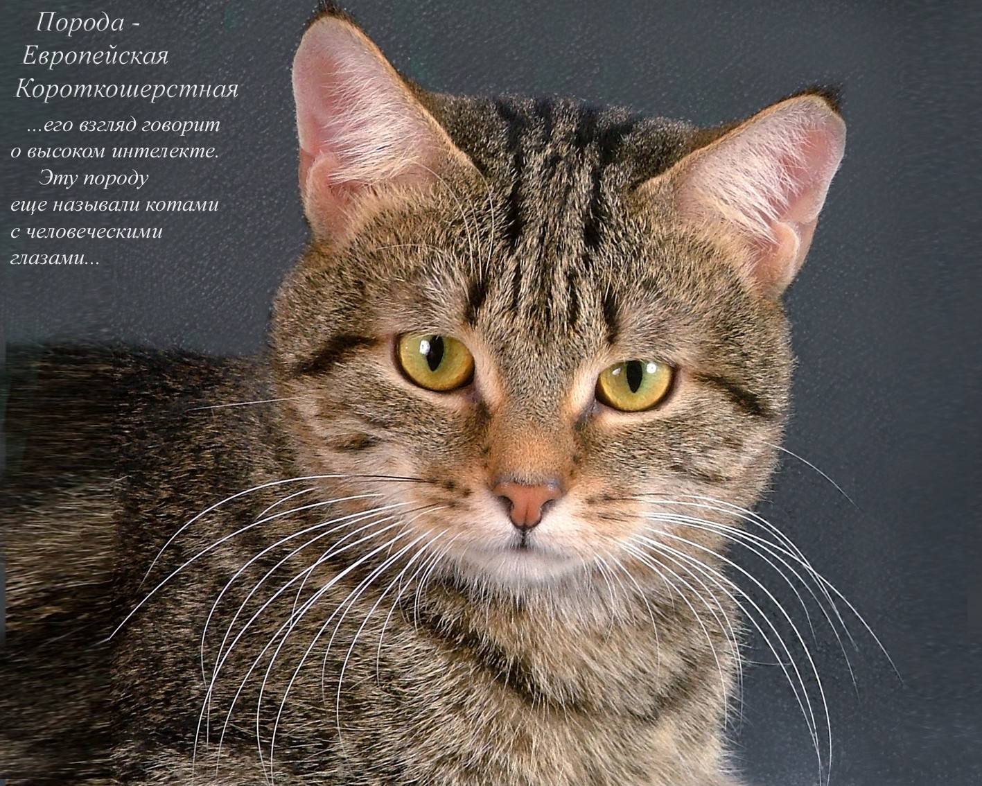 Тайская кошка (фото): верный компаньон с удивительным окрасом и голубыми глазами - kot-pes