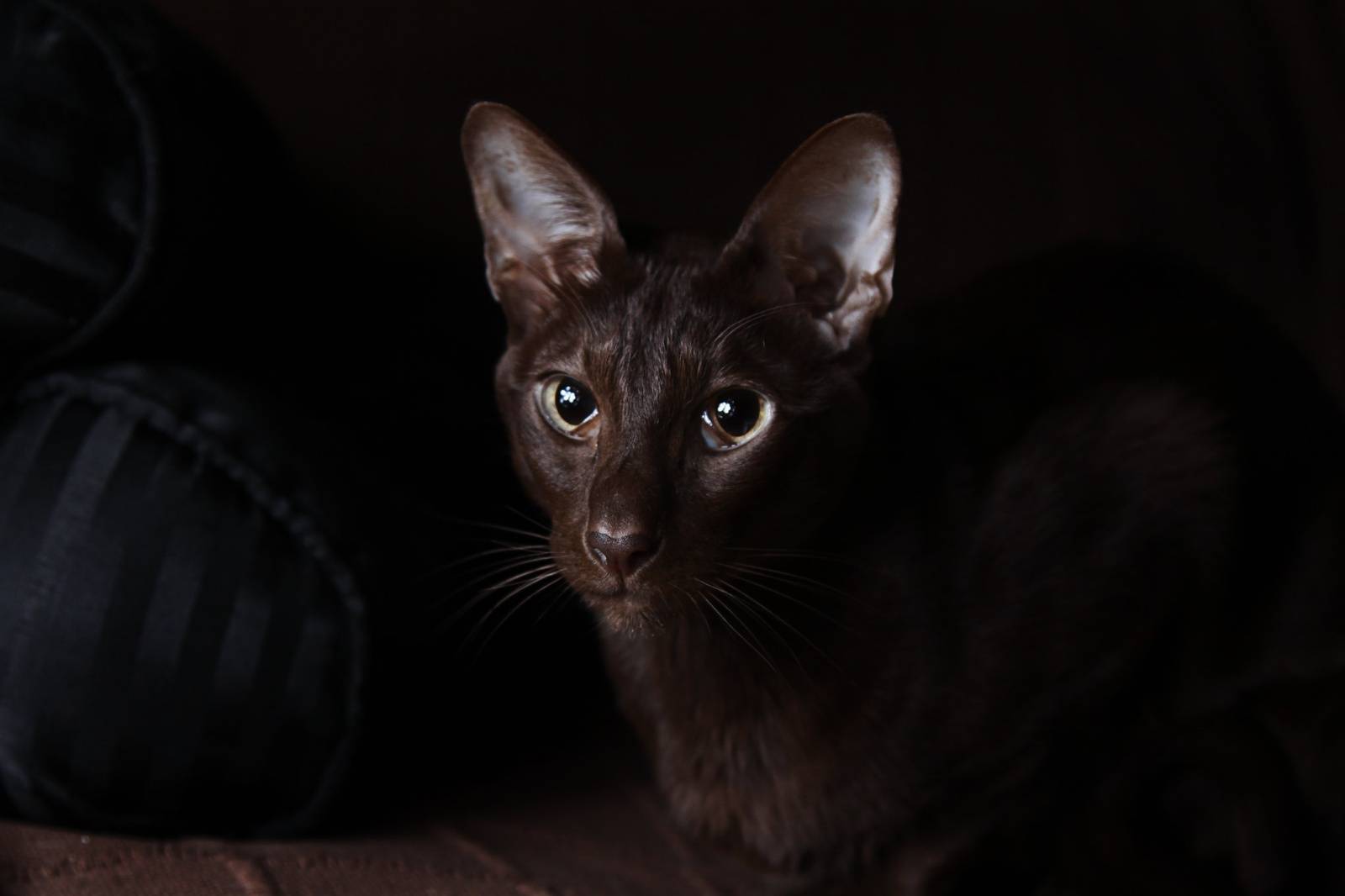 Кошка гавана браун — ориентальная тайская красавица