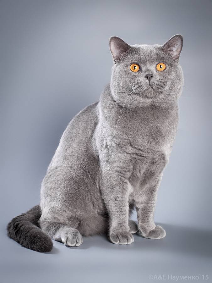 Голубая британская кошка (29 фото): описание британской породы котов, окрас прямоухих британцев, характер котят британских кошек