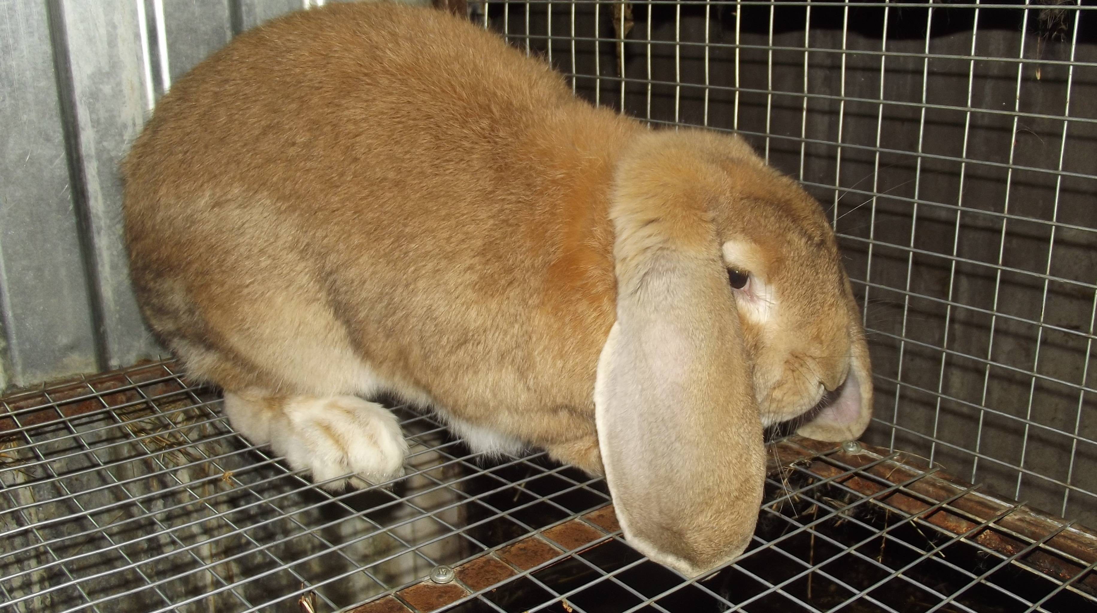 Кролик французский вислоухий (баран): описание породы, содержание и разведение, уход и кормление