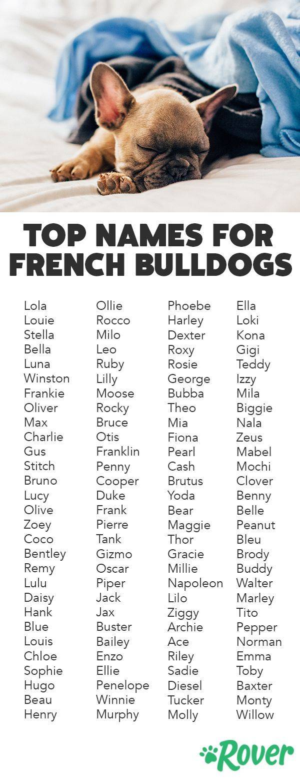 Самые популярные клички для собак девочек и мальчиков, красивые, лучшие и другие имена