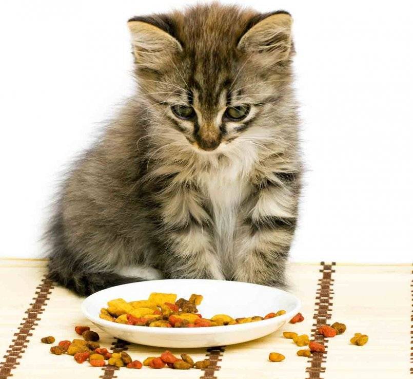 Почему кошка или кот постоянно просит есть: 11 причин, способы борьбы с попрошайничеством, патологические случаи