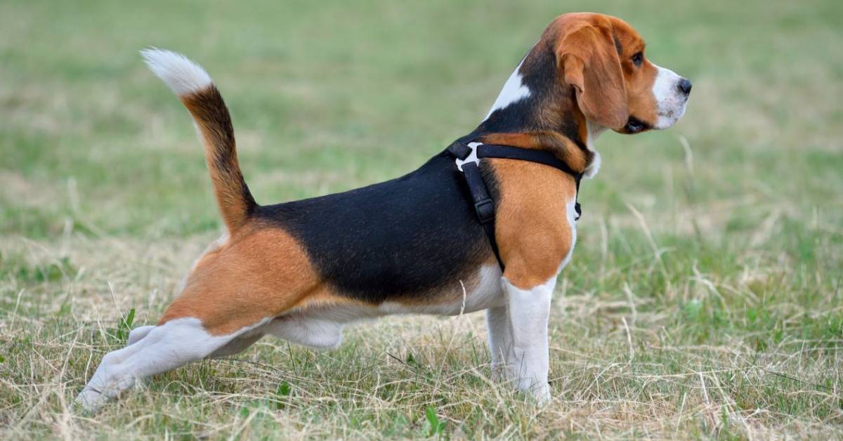 Особенности содержания охотничьих собак | блог ветклиники "беланта"