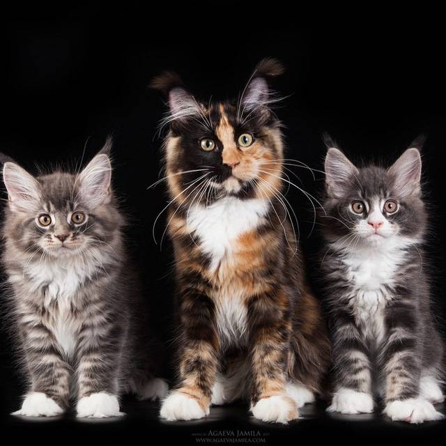 Топ-21 самых популярных пород кошек и их особенности - wlcat.ru