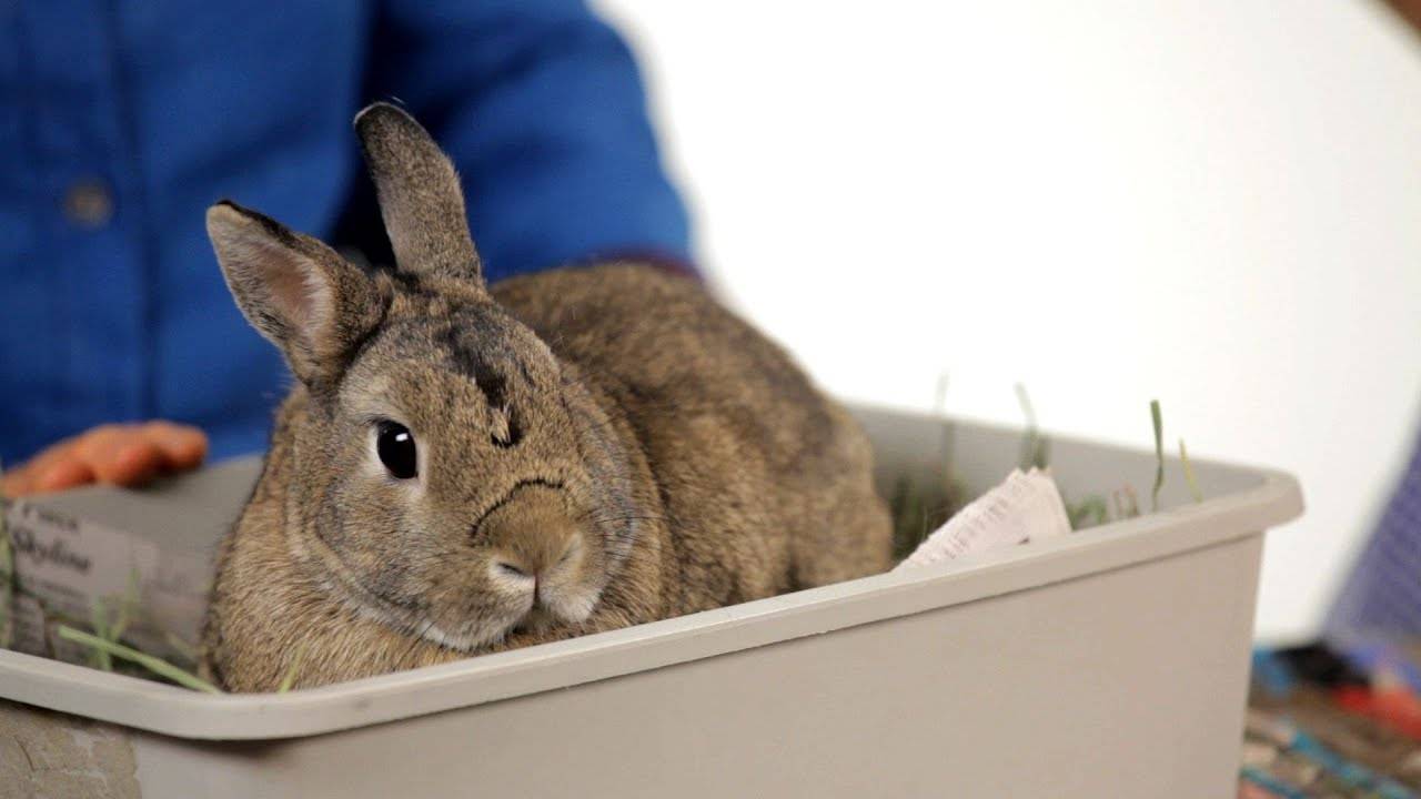 Почему умирают кролики - декоративные кролики