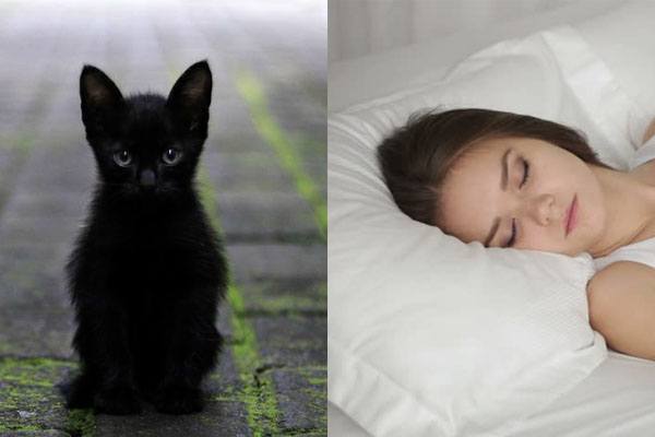 Черные кошки: темная история с генетикой, особенности характера и прочая мистика