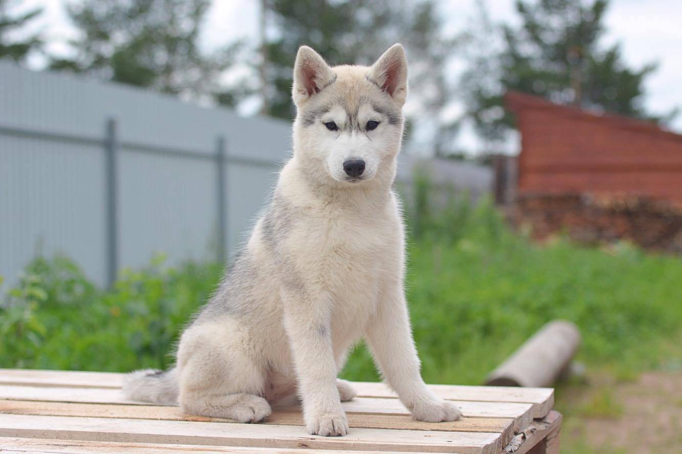 Хаски - 90 фото крайне популярных ездовых северных собак