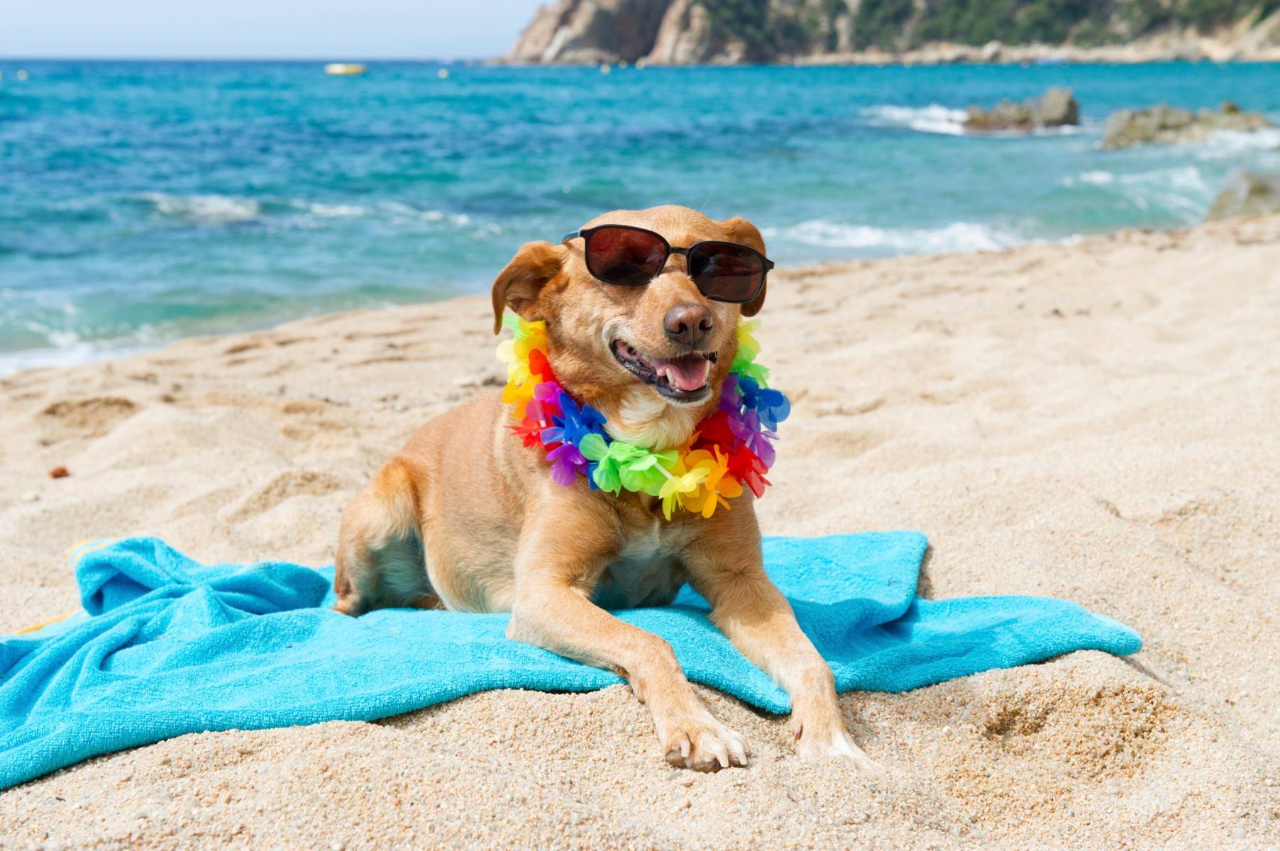 Интересует база отдыха на чёрном море,где бы официально можно было отдохнуть вместе с собакой,спасибо. 6 ответов. туристер.ру