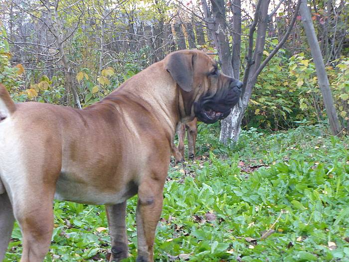 Как выглядит бурбуль южноафриканский: описание особенностей собак и отзывы владельцев о питомцах