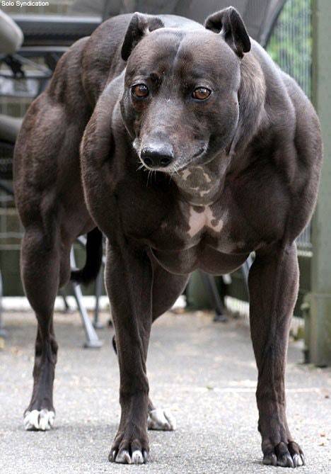 Собака с большой мышечной массой