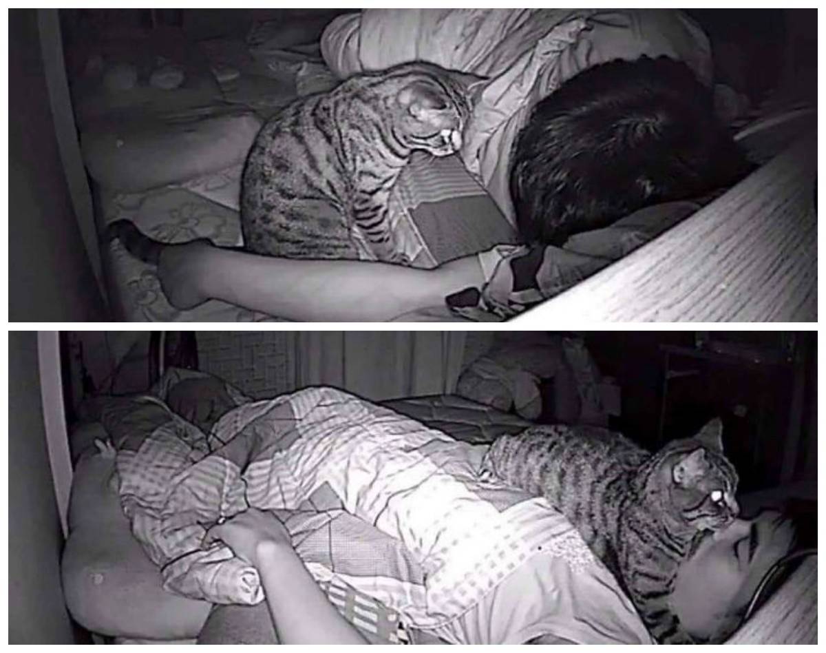 Варианты как можно заставить спать кошку по ночам если она не дает уснуть