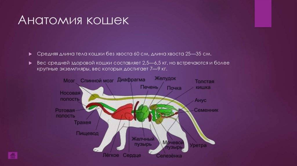 Лекция - биологические особенности кошек. строение кошки и биологические особенности