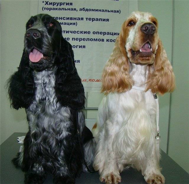 Английский кокер-спаниель: история породы и характер собаки