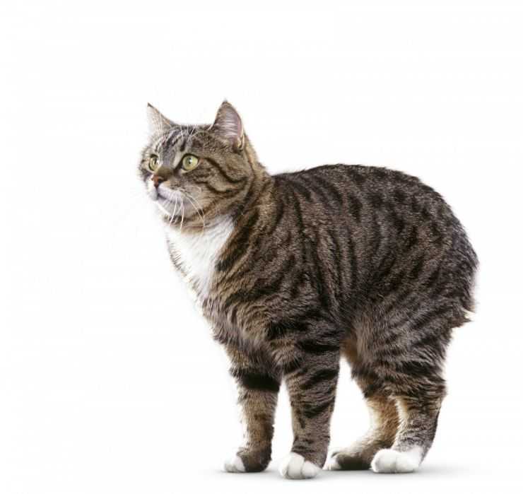Кошка экзотической породы: характер экзота, уход за питомцем и его содержание, выбор котёнка, отзывы владельцев, фото короткошёрстного кота