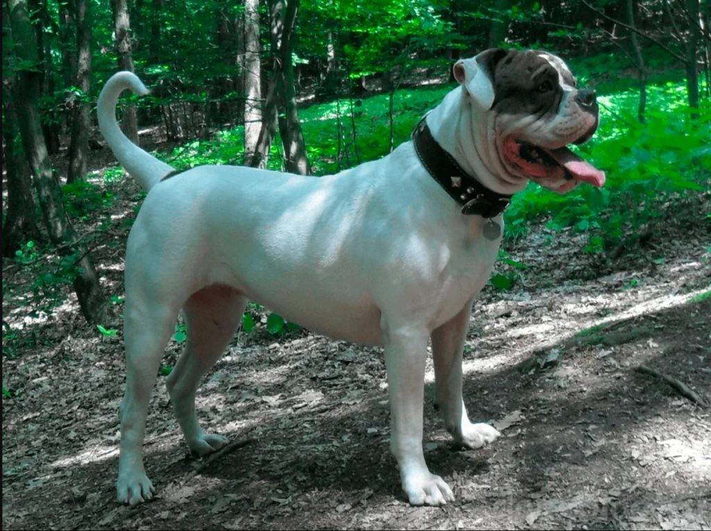 Каролинская собака — фото, описание породы, особенности характера