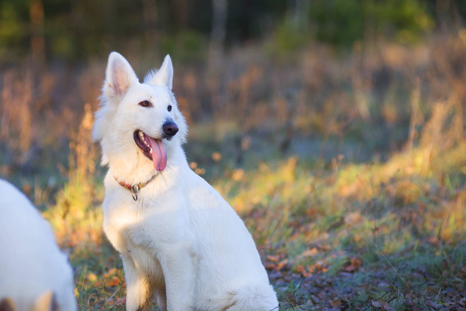 Бшо белая швейцарская овчарка собака. описание, уход и цена породы | животный мир