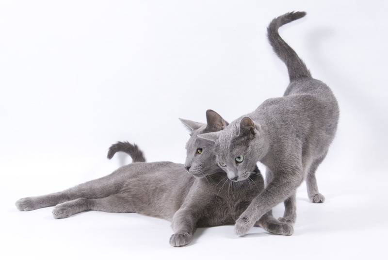Характер, описание, основные сведения и информация о русской голубой породе кошек