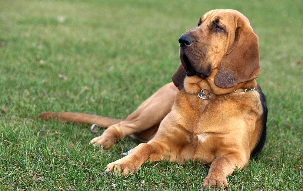 Бладхаунд: описание породы собак, стандарт, цена в россии