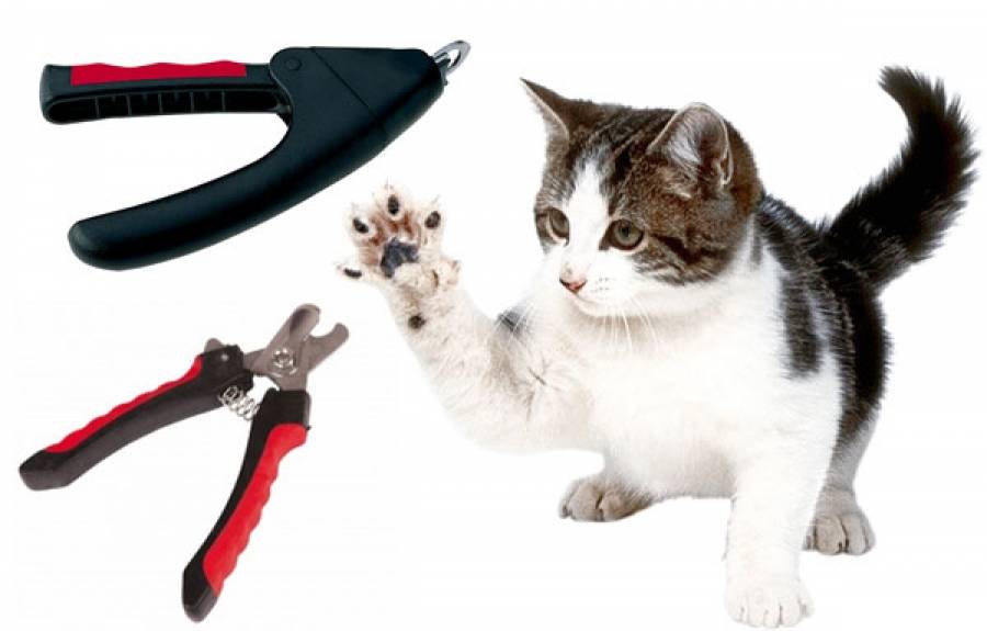 Как подстричь когти кошке, котенку правильно в домашних условиях