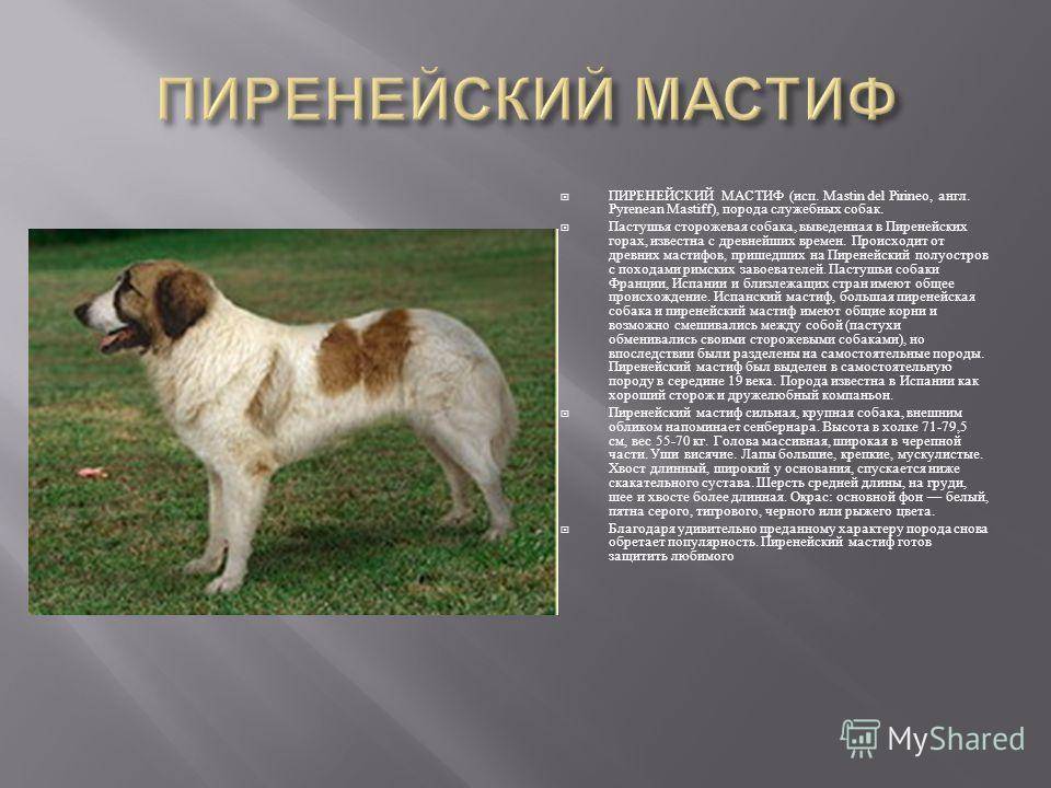 Самоедская собака — википедия. что такое самоедская собака