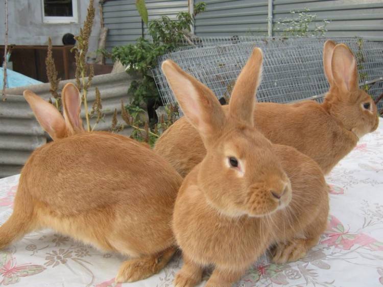 Бургундская порода кроликов — описание, содержание и уход (фото и видео)