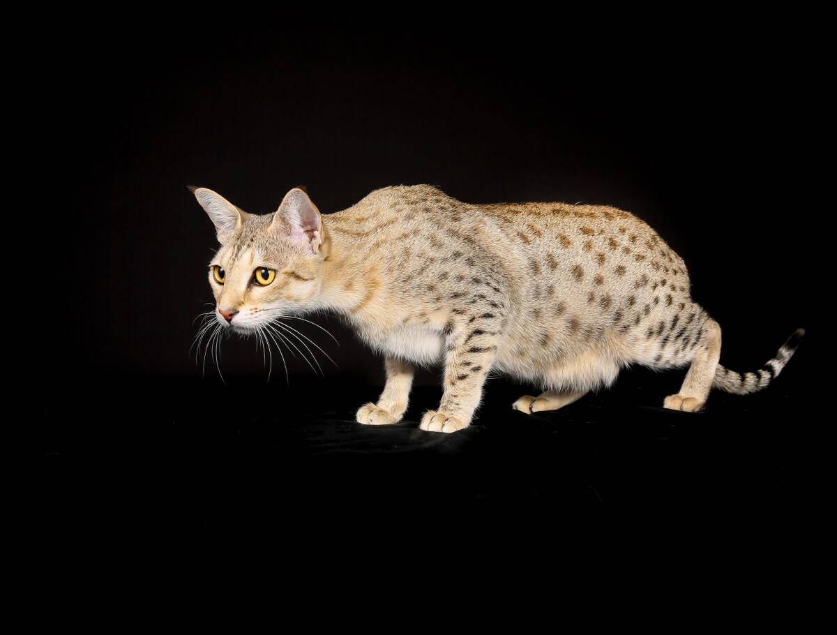 Египетская мау (87 фото): описание породы, особенности характера кошек. характеристика дымчатых котят и котов другого окраса