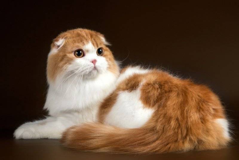 Хайленд фолд: описание породы кошек, характер, отзывы (с фото и видео)