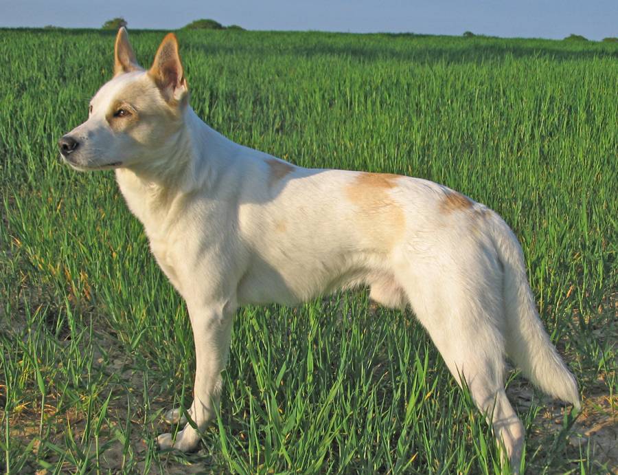 Алабай: описание породы, характер собаки и щенка, фото, цены
