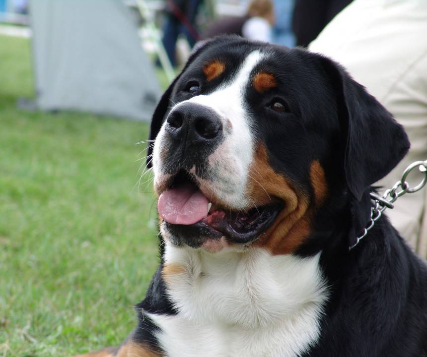 Собака большой швейцарский зенненхунд