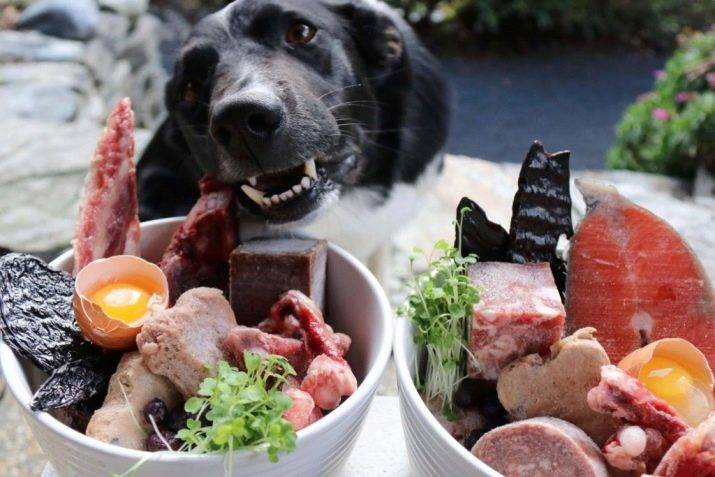 Можно ли собаке сырое мясо: его польза и вред | «дай лапу»