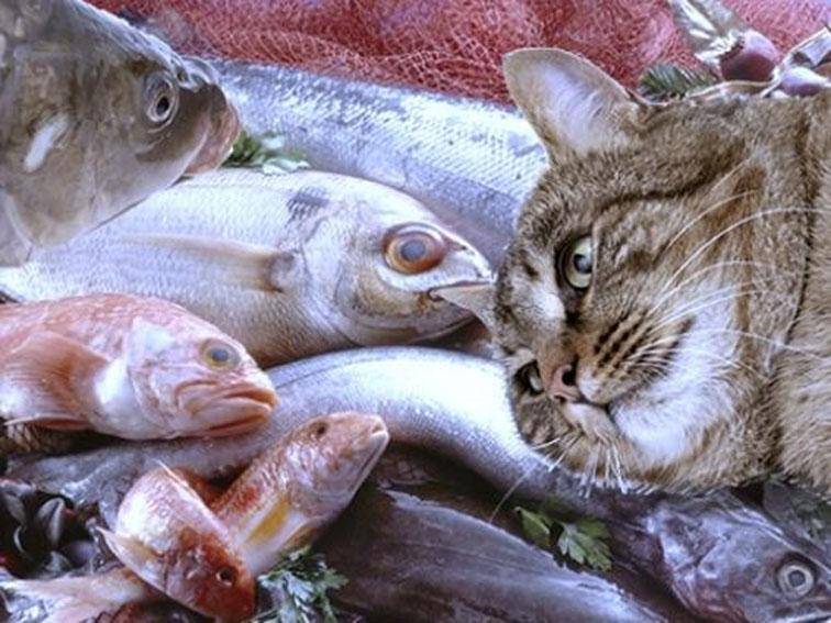 Можно ли кошкам рыбу: разрешенные виды, как кормить