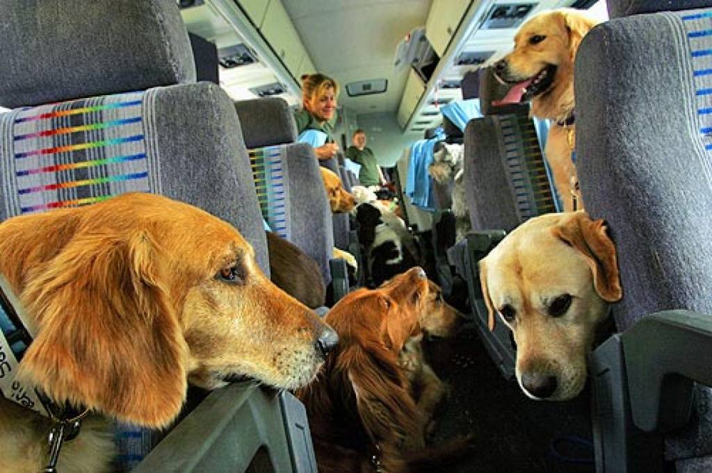 Перевозка животных в салоне и багажном отсеке самолета
