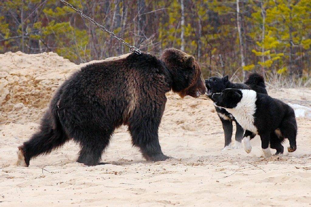 Карельская медвежья собака — охотник, загоняющий зверя в любых условиях
