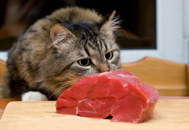 Чем кормить кота, кроме сухого корма?