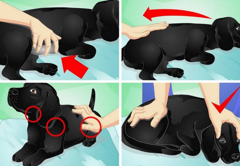 Как делать коту или кошке массаж задних лап: почему у кота отказали задние лапы и что делать